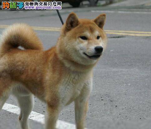 治疗柴犬耳螨问题的有效方法