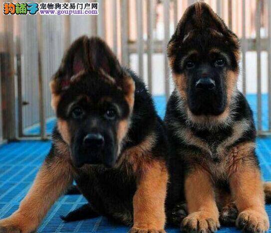 德国牧羊犬嗓子有痰咳嗽 求治疗方案