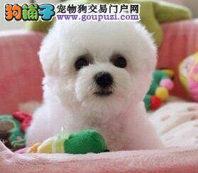 比熊犬最近拉稀，便便呈果冻状如何是好