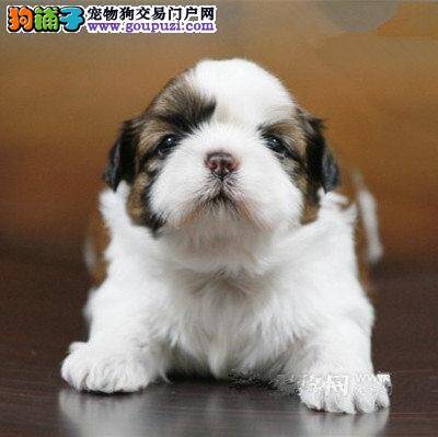 怎么教西施犬学会文明如厕 求解答