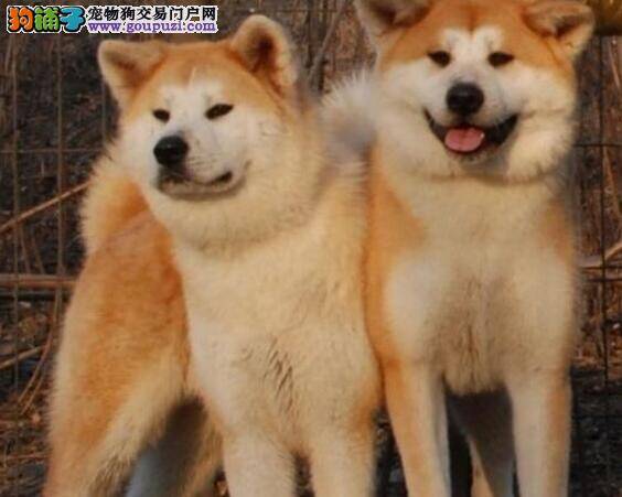 秋田犬拉稀挺长时间了，如何缓解这个情况