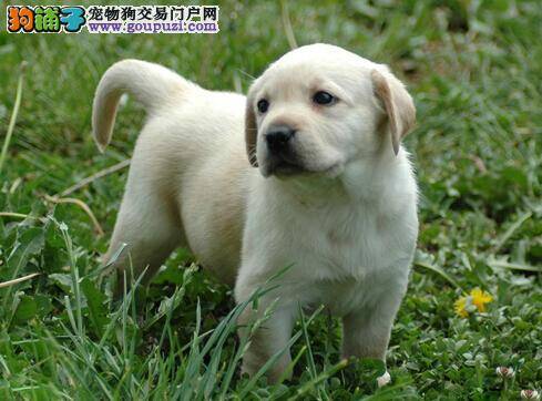 拉布拉多犬具备的最重要本领——灵敏的嗅觉
