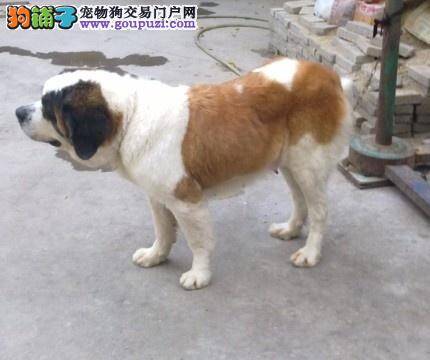 圣伯纳犬可不可以吃巧克力 求解答