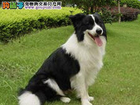 疾病一本通 边境牧羊犬患上皮肤病如何是好