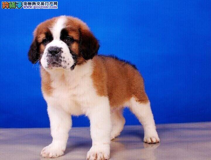 圣伯纳犬眼睛有红血丝，泪痕严重是怎么了