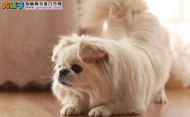 京巴狗怕冷吗 如何帮京巴狗过冬