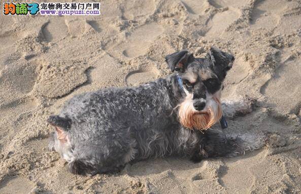 百变小老头 雪纳瑞毛色遗传的规律