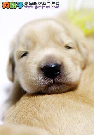 护理金毛犬的目的与应该注意的方法