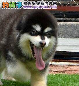 阿拉斯加犬拉软便是肠炎吗