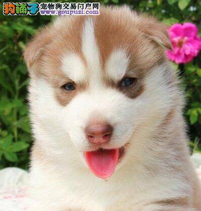 哈士奇患上细小后会影响日后的整体发育吗