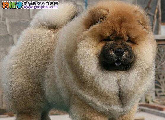 深度分析松狮犬的购买技巧
