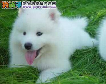 弃劣选优 教你正确的挑选优质的萨摩耶