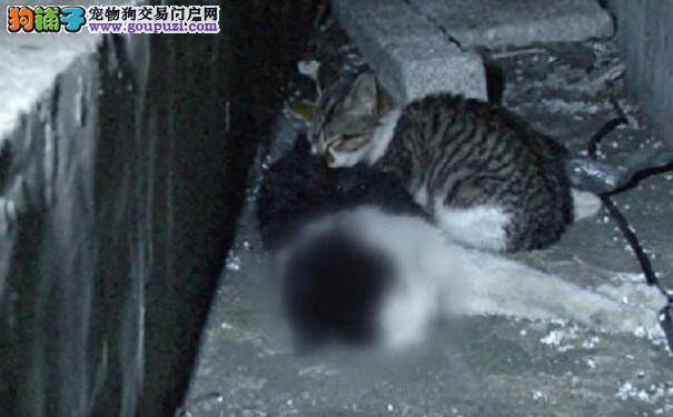 流浪小猫日夜痴守亡母 母子真实经历曲折感惹泪