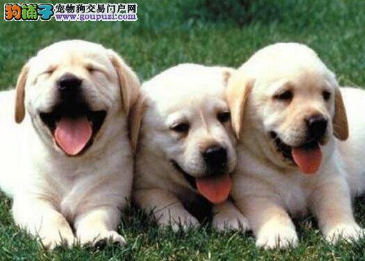 一个月的拉布拉多犬总想咬我怎么办