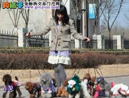 北京一女孩为数十位白领遛狗，月入2万元
