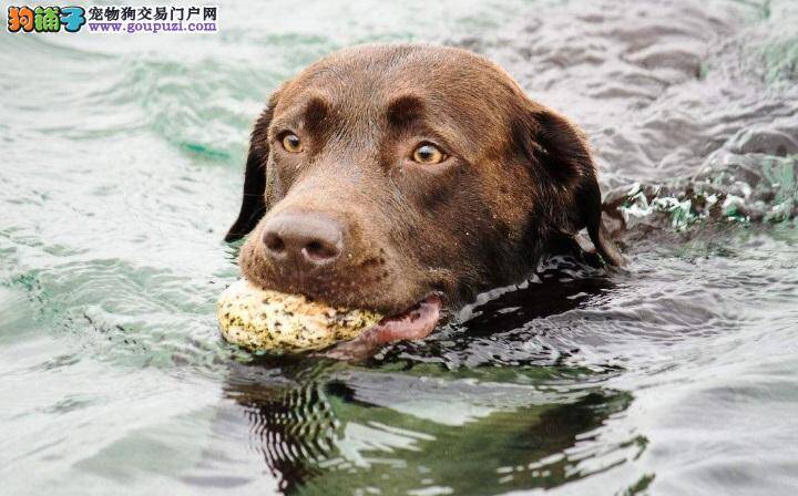 拉布拉多犬游泳注意事项 拉拉游泳后如何做护理