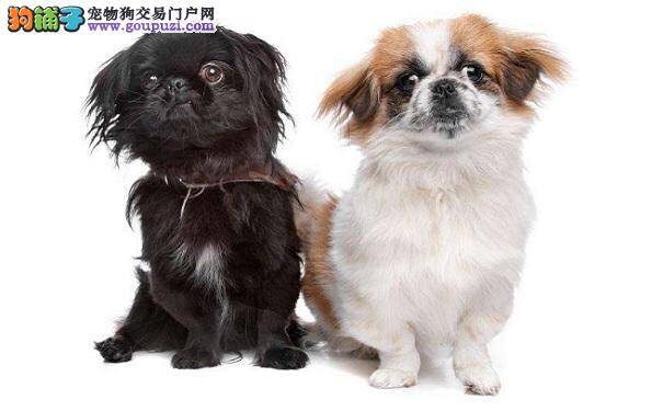 有以下症状的京巴狗千万不要购买