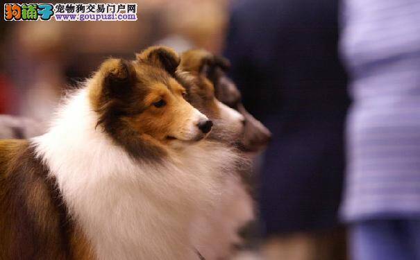 准备饲养喜乐蒂须知 你是否适合饲养喜乐蒂牧羊犬