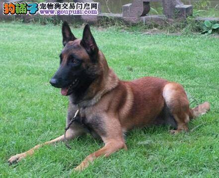 断奶方式多 主人要如何依靠马犬的情况而定断奶的方式