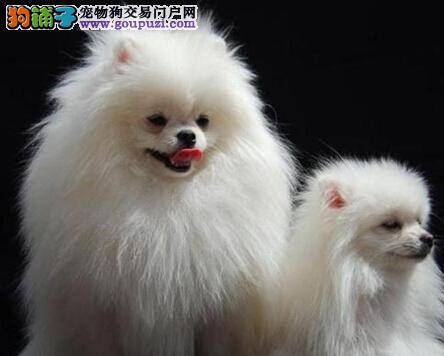 购买狗狗需谨慎 买博美犬要检查它的哪些部位