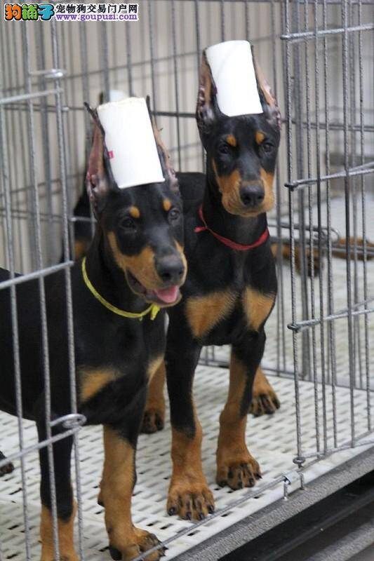 怎样和杜宾犬更为贴心的交流