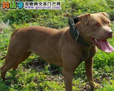 不良饮食排行榜 比特犬不能吃哪六大食物