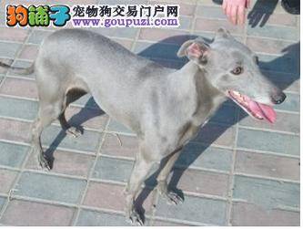 格力犬疫苗后没精神，爱睡觉正常吗