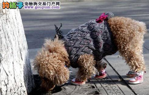 超范儿的宠物狗，穿着漂亮小鞋满街跑