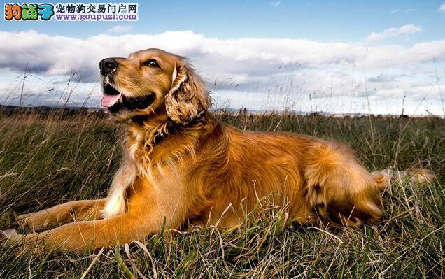 夕阳最大余晖最美 如何喂养老年的金毛犬