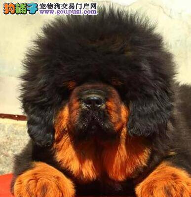两个月的藏獒应如何训练它学会坐下