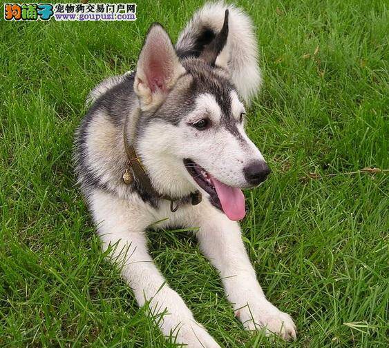 哈士奇雪橇犬昏厥的治疗方法，特殊药物改善心脏功能
