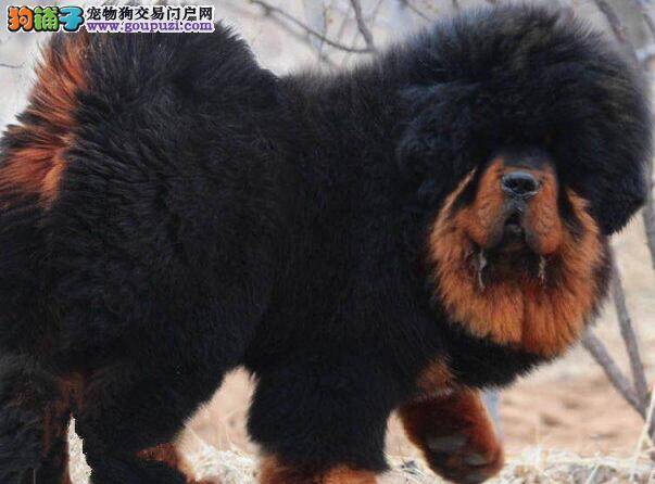 三个月的藏獒不吃狗粮，腹泻呕吐拉稀是怎么了
