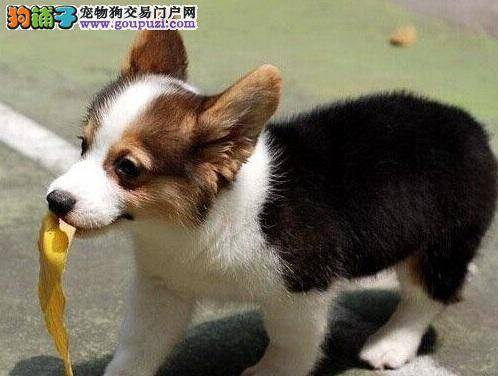 不错的看门犬，柯基犬