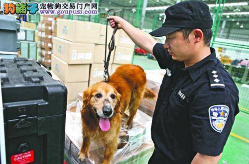 缉毒犬超期服役苦于没有接班狗