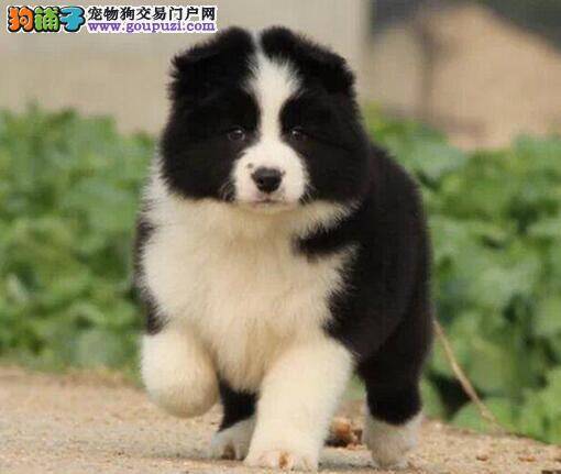 边境牧羊犬吃什么狗粮好 求推荐