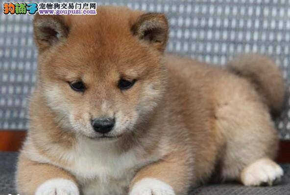 柴犬细小恢复期需要注意什么问题