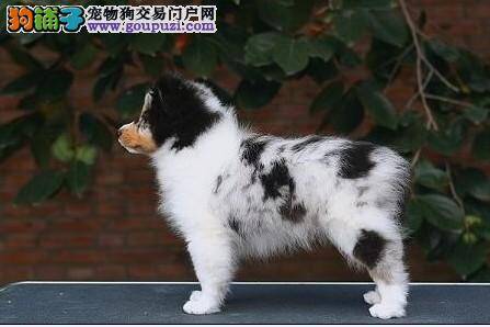 喜乐蒂犬不肯吃东西如何是好