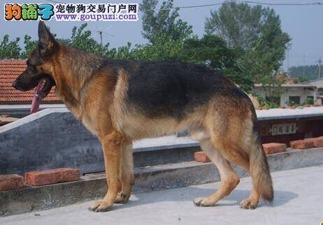 这样的亲吻你要不要？怎样制止德国牧羊犬舔人