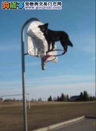 英国狗狗秀绝技 篮球筐上展平衡
