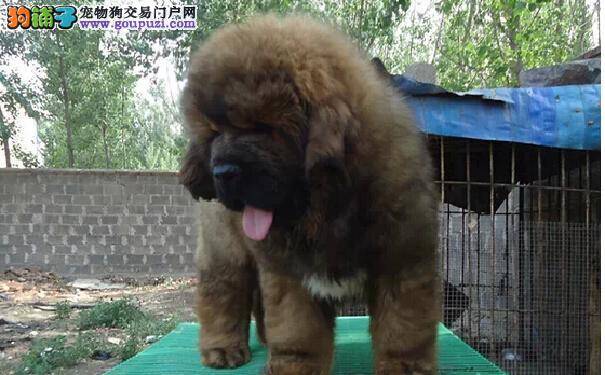 怎样挑选优质的藏獒幼犬 藏獒幼犬的选购技巧