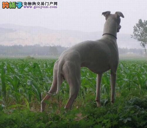 每天必做的事 新手饲养格力犬最应该做好的事情