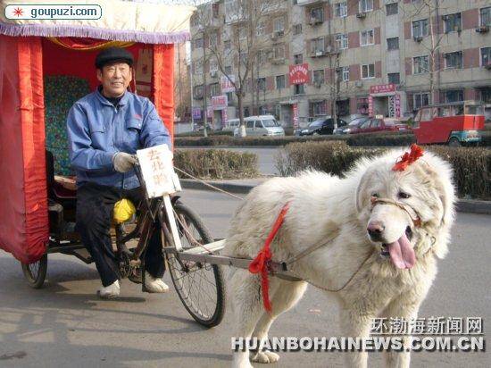 一只白色的狗拉着一位快乐的老人欢快地跑着(图)
