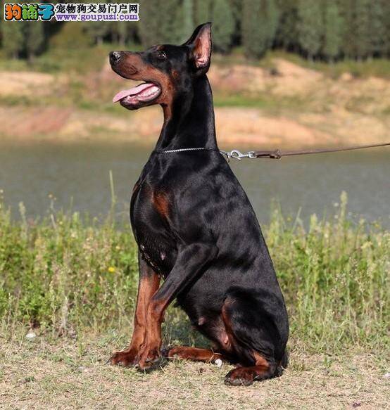 刚买的杜宾犬患上肺炎吃什么药好