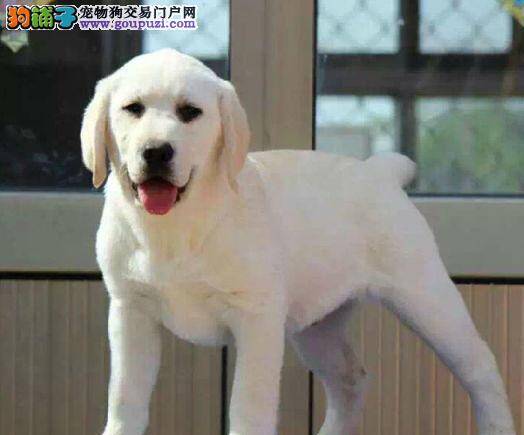 拉布拉多犬的便便有点酸是什么原因