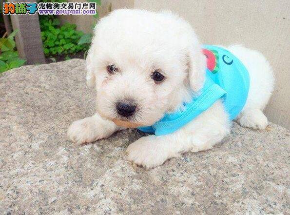 饲养比熊犬9大错误  你一定做过