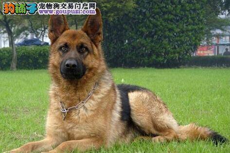 春夏交替如何防治德国牧羊犬的焦虫病