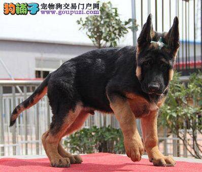 德国牧羊犬被检测出有犬瘟在家怎么医治