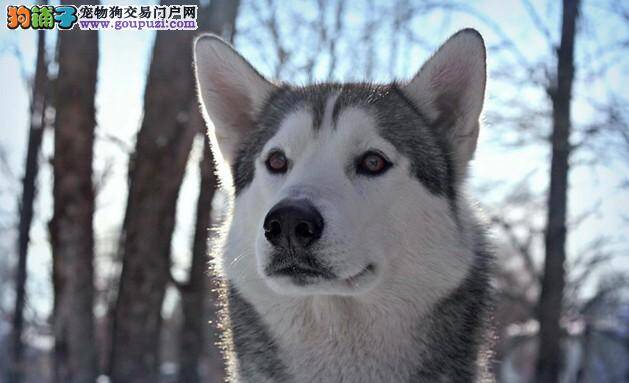 精品阿拉斯加雪橇犬的特点哪些方面最明显