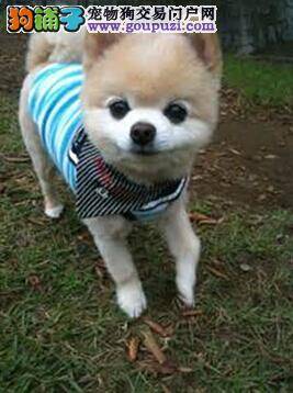 判断狗粮性价比高低 为博美犬选择合适的狗粮