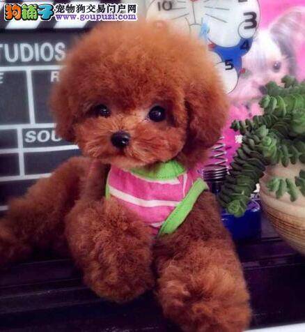 选购贵宾犬，健康最重要